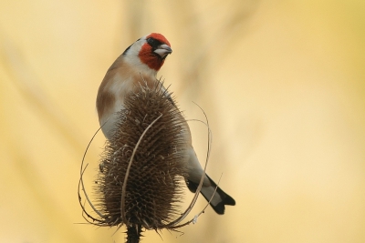 Ik laat altijd de kaardenbollen in mijn tuin staan want ik weet dat op een dag puttertjes er op af zullen komen. Vandaag was het zover! Soms baal ik dat er geen zon in mijn tuin komt, maar ik moet zeggen dat ik het in dit geval niet erg vond. Ik was erg tevreden met het effect van de lage, felle zon op de bomen aan de overkant. 

400mm; ISO 400; 1/400; f 5,6; + 1 stop compensatie; uit de hand