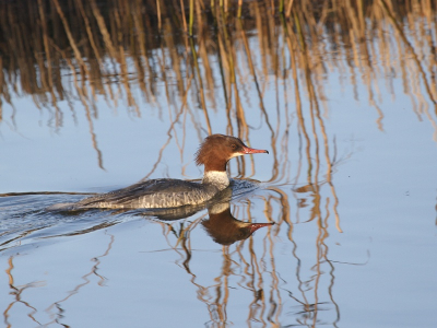 Een redelijk aantal foto's kunnen maken van deze zaagbek. Ik heb ook foto's waarbij de vogel meer vrij te zien is in het water, maar ik heb toch deze gekozen, eigenlijk omdat haar kop prachtig weerspiegeld in het water (kan je ook even proberen door de foto op zijn kop te zetten, geen vertekend beeld).
Het was dan ook windstil, de enige beweging in het water maakte ze zelf.

Jammer dat ik wat oogschittertjes (ook in het water) kwijtraak na het 800 x 600 omzetten.

Canon-20D, ISO-200, F7.1, 400mm, 1/400 sec.