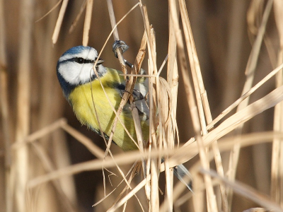 Tussen het droge riet 'om de hoek kijken'...

Canon-20D, ISO-200, F6.3, 375mm, 1/400 sec.