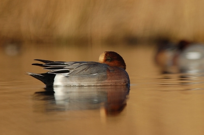 Overdag schijnt de smient niet veel beters te doen te hebben. Gefotografeerd vanaf rijstzak. Nikon D50, Nikkor  500/ 4.0 P