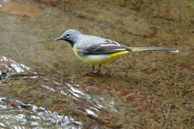 Deze soort kwamen we in de tropische tuin tegen ,zoals ook de verschillende andere soorten op Madeira, bijzonder mak.

D70s + Nikkor 70 mm