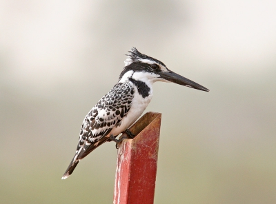 Niet de eerste bonte ijsvogel op birdpix.
Helaas ook niet op een mooie houten paal.
1/640 f 9,0 iso 800 (vergeten terug te zetten)