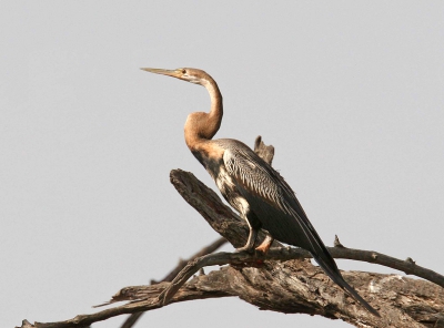 Veelvuldig in de bomen te zien bij de boottochten in Tendaba.
Vanuit de boot met statief.
1/1000 f 10 iso 400