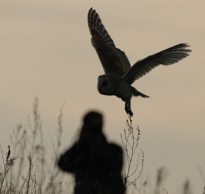 Tyto alba / Kerkuil / Barn Owl