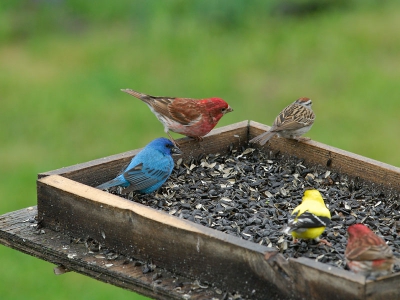 Dit vogeltje op 30 mei voor het eerst gezien.