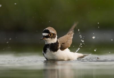 Kleine plevier badderend