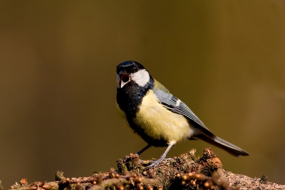 Je vind ze natuurlijk overal, maar deze is genomen in de bossen bij Elst, Utrechtse heuvelrug.