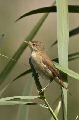 Vandaag was het ijsvogeltjesdag, althans, dat was de bedoeling. IJsvogel weinig gezien, maar de karekietjes waren er wel met regelmaat.
Nou ja, een goede plaatsvervanger zullen we maar zeggen en een toevoeging voor de collectie.
Groet,
Aldert