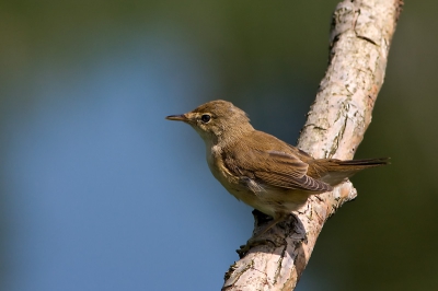 In de bekende vogelhut zat voor de verandering deze kleine karekiet op de tak.