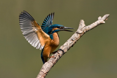 Eentje van een poosje terug, op een zeer zomerse dag in de ijsvogelhut.