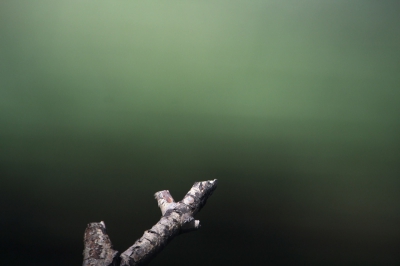 GEINTJE.
Het had zou mooi kunnen zijn.
Tja.... Veel glaswerk aanwezig, geen ruimte. Dus dan maar achter in de hut staan. (840mm) Ik ben vogelaar, geen fotograaf dus na 30min had ik er genoeg van.  (Er zwommen 2 meerkoeten) 1,5uur later nog eens terug. Weer 30min gewacht. Helaas. Alhoewel ik het net wat te studio achtig vind overkomen had ik hem er graag op gehad.