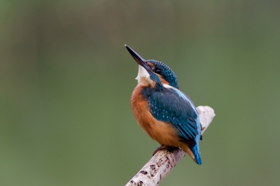 Ook maar weer eens een ijsvogeltje geplaat.
Vanmorgen in de OVP.