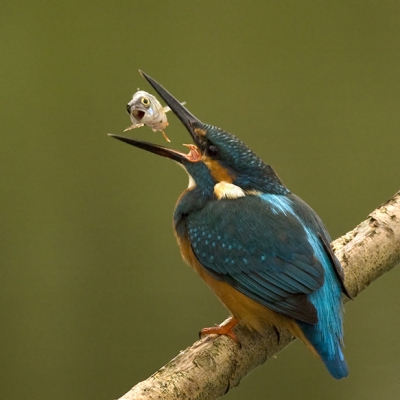 Alcedo atthis / IJsvogel / Kingfisher
