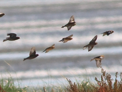 Toen ik deze foto maakte vermoedde ik dat het om een groep fraters ging. Het bestuderen van andere fotos op Birdpix heeft dat voor mij bevestigd.