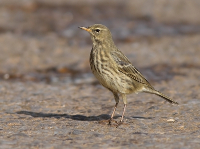 Deze pieper was aan het foerageren op de bemoste blokken van de zeeverdedigingsmuur vlak boven de klotsende golven. Ik heb de foto gemaakt door op de grond te gaan liggen en over de muur heen te hangen. De vogel liep gewoon naar mij toe. Een keer ben ik nat gespetterd maar gelukkig heeft mijn toestel dat goed doorstaan.