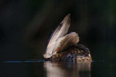 Krakeend, in ochtendlicht. Liggend gefotografeerd vanaf rijstzak, met hoekzoeker.