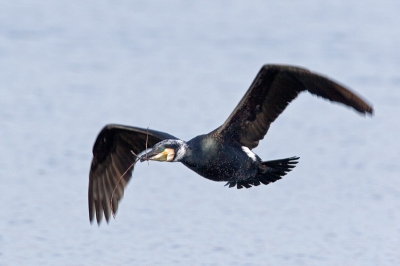 De aalscholvers zijn druk bezig hun nesten te bouwen en vliegen af en aan met takken in hun bek.
Canon 20d 600mm L + 1,4 ext
1/640 f 9,0 iso 200