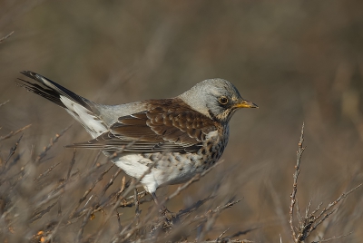 <i class='fa fa-user'></i> John Beukeboom | Kramsvogel  <i class='fa fa-eye'> 342</i>  <i class='fa fa-thumbs-up'> 3</i>   <i class='fa fa-comment-o'> 6</i>