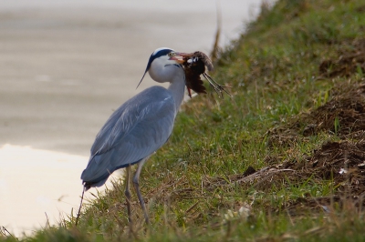 <i class='fa fa-user'></i> Aad Verkuijl | Blauwe Reiger  <i class='fa fa-eye'> 1125</i>  <i class='fa fa-thumbs-up'> 3</i>   <i class='fa fa-comment-o'> 7</i>