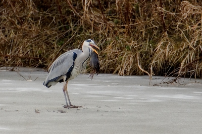 <i class='fa fa-user'></i> Aad Verkuijl | Blauwe Reiger  <i class='fa fa-eye'> 421</i>  <i class='fa fa-thumbs-up'> 3</i>   <i class='fa fa-comment-o'> 4</i>