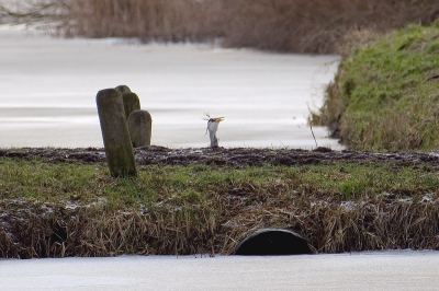 <i class='fa fa-user'></i> Aad Verkuijl | Blauwe Reiger  <i class='fa fa-eye'> 276</i>   <i class='fa fa-comment-o'> 2</i>