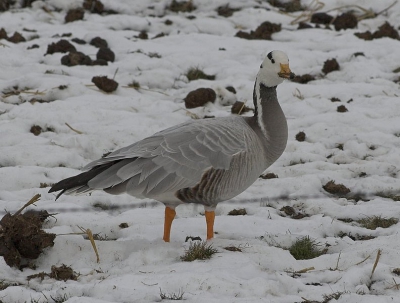 <i class='fa fa-user'></i> Henk van den Born | Indische Gans  <i class='fa fa-eye'> 422</i>   <i class='fa fa-comment-o'> 0</i>