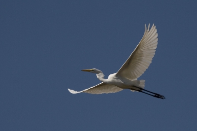 <i class='fa fa-user'></i> egilio | Grote Zilverreiger  <i class='fa fa-eye'> 339</i>   <i class='fa fa-comment-o'> 0</i>