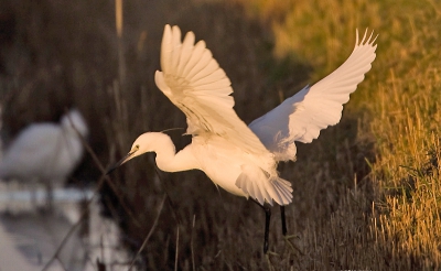 <i class='fa fa-user'></i> Dirk Boon | Kleine Zilverreiger  <i class='fa fa-eye'> 367</i>   <i class='fa fa-comment-o'> 0</i>