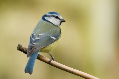 Deze Pimpelmees zat even stil na alle nestkasten in mijn tuin bekeken te hebben,zeker een moeilijke keus.
De stam van een Berk zorgt voor een egale achtergrond.