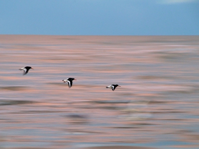 Tijdens zonsondergang op het strand kwamen deze Scholeksters langsscheren. Had een leuke foto geweest voor de maandopdracht...al was het maar vanwege door kleuren.