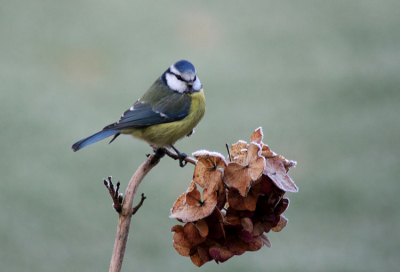 Vandaag thuis gebleven en tuinvogels geweest fotograferen. Hier een pimpelmeesje. Het blijven leuke vogeltjes om te fotograferen. Hier een mooi plaatje met veel geluk, want hij ging precies op de goede stengel zitten!!