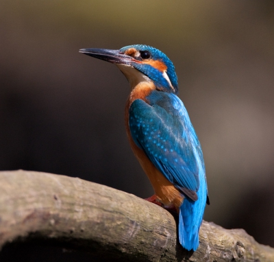 Vandaag m'n eerste ijsvogel van dit jaar geplaat.
Er zullen er waarschijnlijk weer velen volgen.