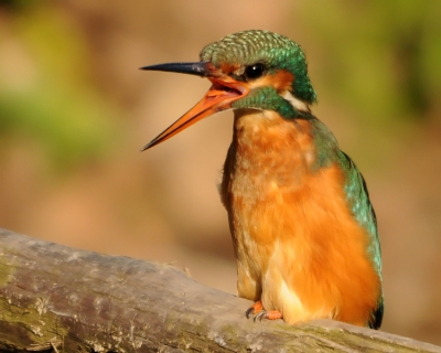 Plotseling maakte deze IJsvogel zich heel erg langgerekt.
Het mannetje bleek in aantocht.
Op het moment dat hij over vloog, zette zij ook nog haar vleugels op. 
Ik heb dit opvallende gedrag nooit eerder waargenomen.

Groeten, 
Rob