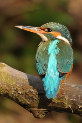 Vastgelegd zoals ik IJsvogels het liefst zie, van achter gezien. Heel even draaide zij zich om toen het mannetje in de buurt kwam.

Groeten, Rob