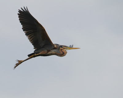 Afgelopen weekend ben ik uit nieuwsgierigheid ook maar eens langs de Zouwedijk gegaan.
Helaas werkte het licht net niet meer mee, maar deze Purperreiger gelukkig wel!

Groeten,
Rob