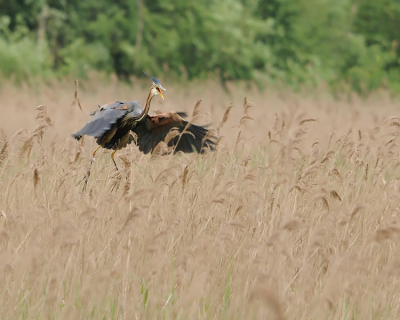 Tijdens mijn eerste bezoek aan de Zouwedijk landde deze Purper op gepaste afstand in het riet.
Ik heb genoten van dit schouwspel en zal zeker nog eens teruggaan!

Groeten,
Rob