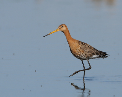 Ondanks dat er al heel veel Grutto's op Birdpix worden geplaatst, wil ik deze ook graag laten zien.
Vind hem wel gracieus zo.
En nee, het zijn geen censorvlekjes maar watervliegjes.

Groeten, 
Rob