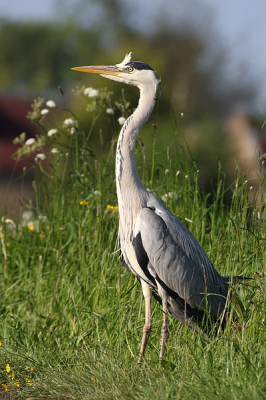 Mijn eerste bijdrage aan Birdpix is wellicht niet bijster origineel, maar is toch gedenkwaardig (althans voor mij). Was bezig een gans te fotograferen toen opeens deze nieuwsgierige reiger zich binnen m'n blikveld meldde.