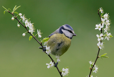 Gemaakt in onze tuin met 1DII+500 mm lens en 1.4x converter.