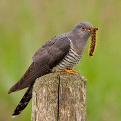 Cuculus canorus / Koekoek / Cuckoo