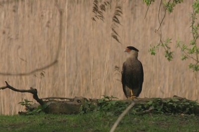 Zat zondag in de tuin toen er alarmroep van mezen lang aanhield. Lucht afgespeurd naar Sperwer, maar niets te zien. Toen viel mij oog op een vreemd silhouet zo'n 100 meter achter de tuin bij een rietkraag. Kijker gepakt en tot mijn verbazing zat daar de Caracara die ik enkele weken geleden in de buurt dacht te zien. Afspraak met de psychiater en opticien heb ik nu af kunnen zeggen.

Weet iemand waar deze vogel zich mee in leven houdt? Hier in het rivierengebied struikel je nou niet echt over de slangen en hagedissen. Schijnt ook aas te pakken, iemand daar ervaring mee?