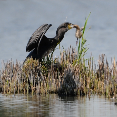 Soms heb je zo'n dag dat je denkt zonder foto huiswaarts te gaan tot er iets totaal onverwachts gebeurt.
Deze Aalscholver kwam plots boven water en dook direkt bovenop de jonge Kokmeeuw.
Hevige paniek bij pa en ma meeuw, maar de Aalscholver liet zich niet van de wijs brengen.
Ik had zoiets nog nooit eerder gezien.

Groeten, 
Rob