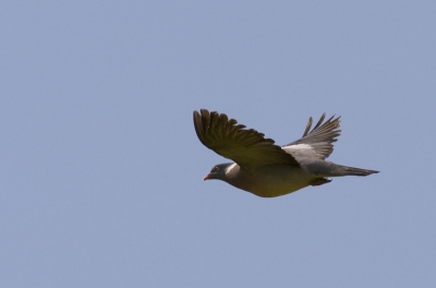 Tijdens het wachten met de wagen aan een kalkhoop waar regelmatig een gele kwik op kwam zitten vloog een groepje houtduiven over. Eentje keek even om naar het "vogeltje".