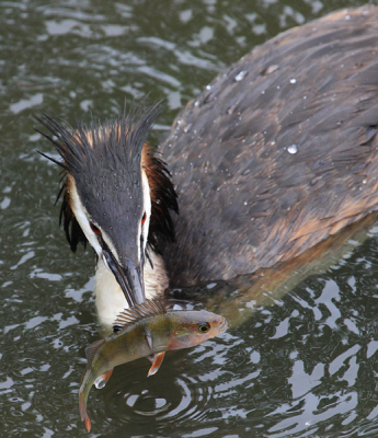 Nadat hij/zij eerst het enige jong met kleine visjes had gevoerd werd het tijd voor de eigen lunch. Een fantastische ervaring om te zien hoe deze baars eerst gespiest werd om vervolgens, na een aantal keren in het water te zijn gedompeld/geslagen, van de snavel te worden geschoven teneinde, na in etappes te zijn gedraaid in de bek, met de kop vooruit naar binnen te worden gewerkt.