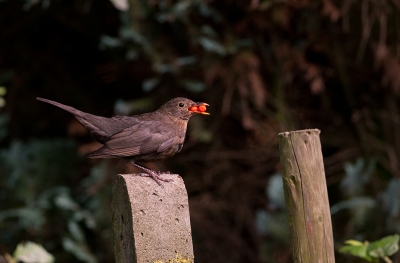 Vanuit mijn luie zetel in de tuin zie ik wel wat vogeltjes passeren. En deze kwam mooi op een paaltje zitten met 2 rode besjes in zijn snavel.