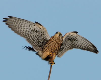 Deze torenvalk zat heerlijk in de top van een boom toen hij van boven werd lastig gevallen door een meeuw.