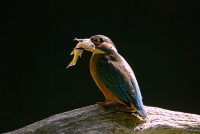 vandaag een dag besteed aan de ijsvogel.
moeilijke omstandigheden met het licht leverde deze plaatjes op.