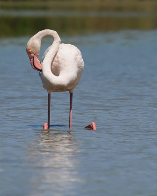 Voldoende Flamingo's gezien in de Camarque, hoewel het mindere aantallen leken te zijn dan vorig jaar.
Doel was om een gedragsplaat van een Flamingo te maken. Binnen bereik van de lens deze ietwat ongewone houding kunnen vastleggen.
Tja... maar hoe noem je deze houding nu? Knielen, hurken of zitten....? Ik hou het maar even op 'poets-houding'.

Groeten,
Rob