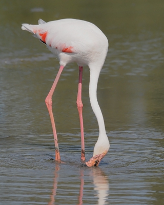 Met deze vervolgfoto getracht het typische gedrag van Flamingo's vast te leggen...
Al trappellend met de lange stelten in de modder en zevend met de snavel.

Groeten,
Rob