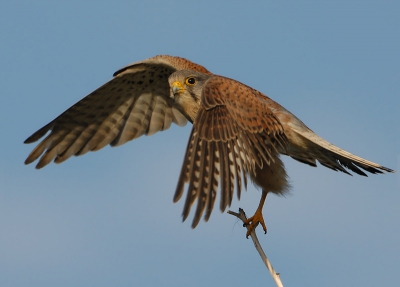 De torenvalken zitten lang en geduldig de omgeving af te speuren voor voedsel , de "take off" is leuk om vast te leggen en deze heeft naar mijn mening een mooie pose zo.